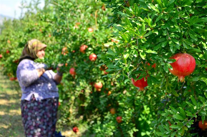 Denizli'de Nar Hasadı Heyecanı Yaşanıyor