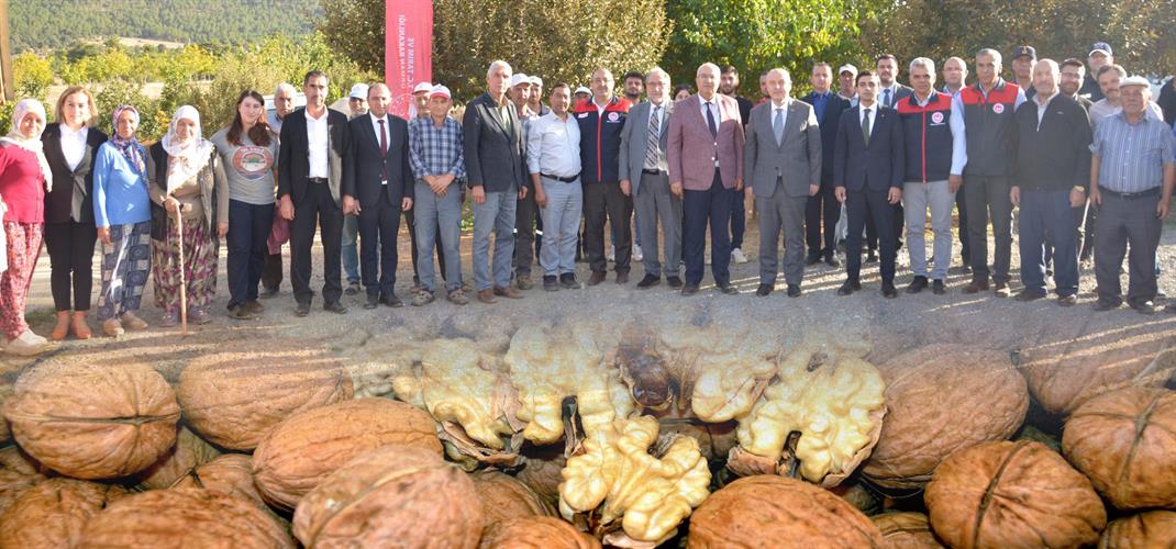 Çameli Cevizinde Hasat Vakti