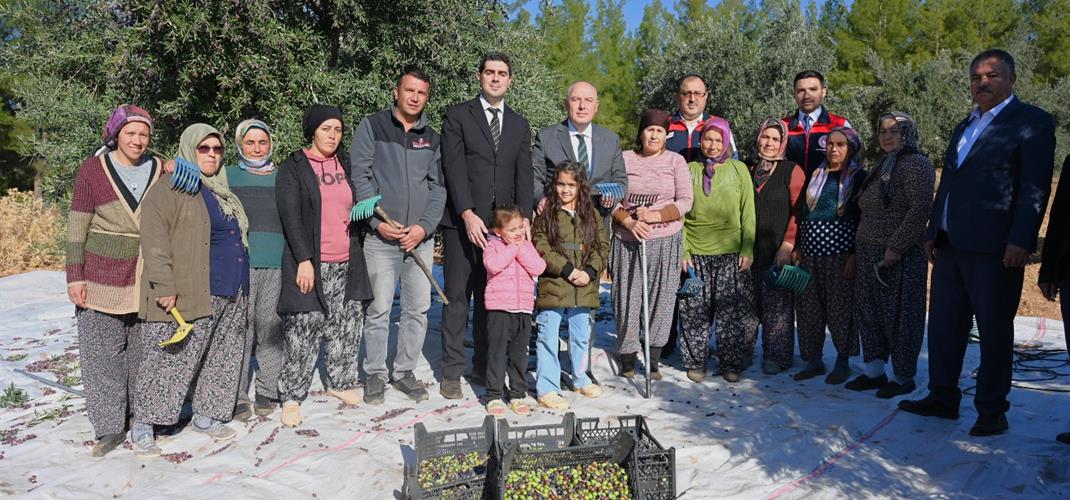 Zeytin Hasadı Tüm Hızıyla Devam ediyor