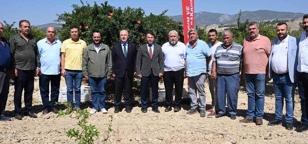 Denizli Pamukkale'de Nar Hasadı Başladı