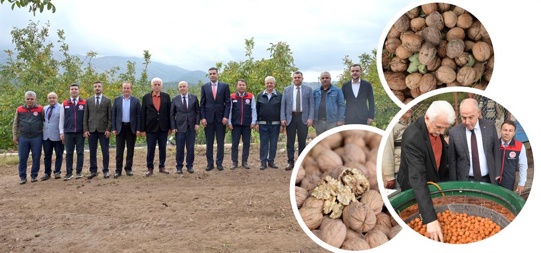 Denizli’nin İlk Ceviz Hasadı Tavas’ta başladı